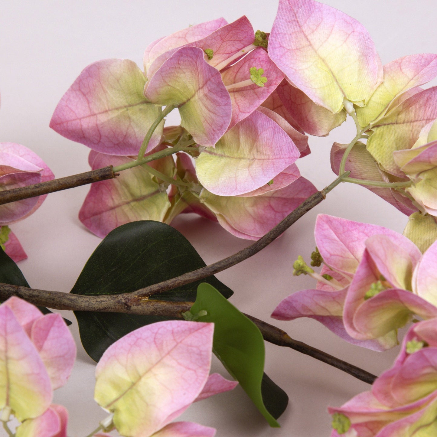 Pink Queen Bougainvillea Flower